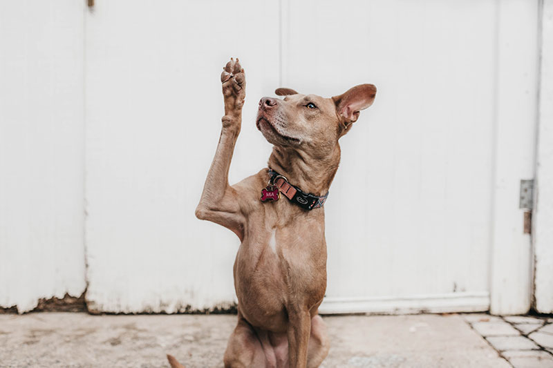 Dog raising paw to communicate